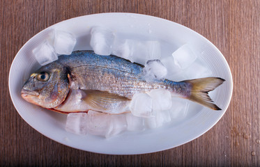 Bream