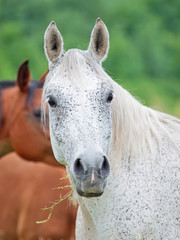 portrait of purebred speckle -gray arabian mare