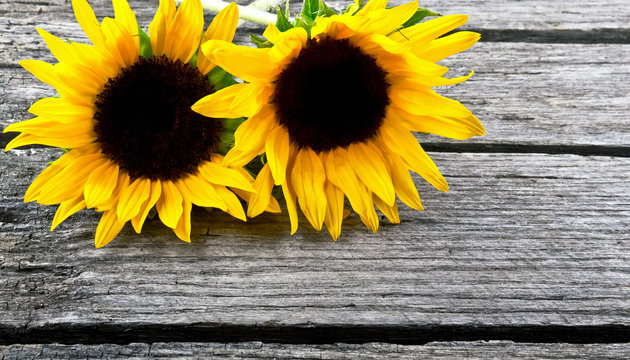 sunflower yellow flower on wooden background