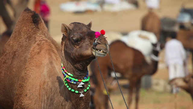 Decorated camel at the Pushkar camel fair, Rajasthan, India