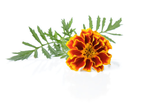 Marigold