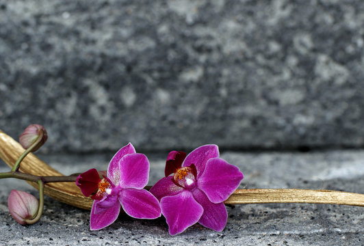 Fototapeta Orchideenblüte in einer Palmblattschale