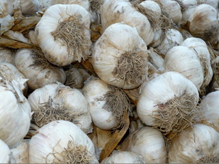 closeup Garlic Bulbs	
