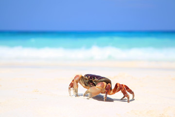 Red crab on beach, Tachai island, Similans