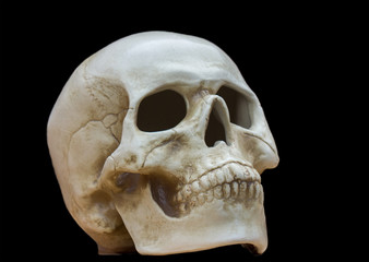 Human skull on a black background.