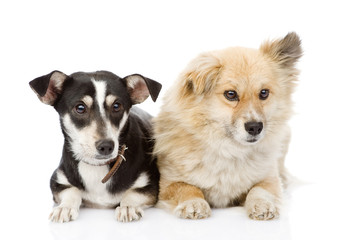 Two dogs lying together. isolated on white background