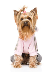 Yorkshire Terrier dressed in a tracksuit. isolated on white 