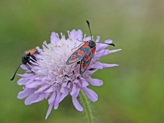 Thymianwidderchen und Esparsettenwidderchen