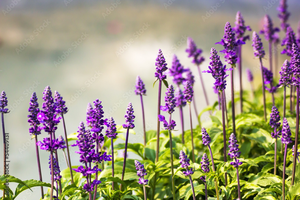 Wall mural Blue Salvia plant