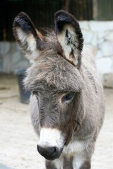Naklejka na ściany i meble Portrait shot of a grey donkey with a white mouth