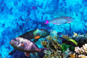 Fototapeta na wymiar Koral i ryb w Morzu Czerwonym. Egipt, Afryka.