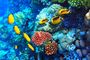 Coral and fish in the Red Sea. Egypt, Africa.