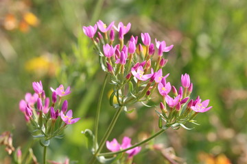 Echtes Tausendgüldenkraut (Centaurium erythraea)