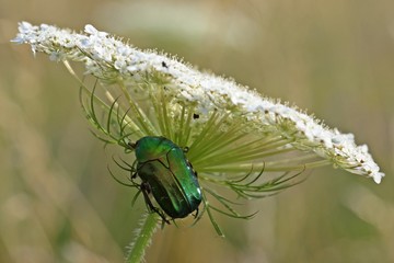 Rosenkäfer (Cetonia aurata) unterm Möhren-Sonnenschirm