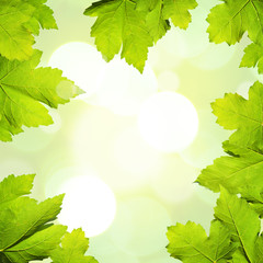 Nature Background with maple leaves