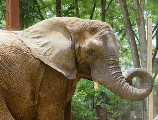 African Elephant