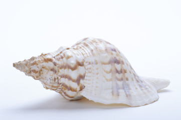 Conchiglia di  Charonia lampas su fondo bianco