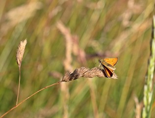 Braunkolbiger Braun-Dickkopffalter (Thymelicus sylvestris)