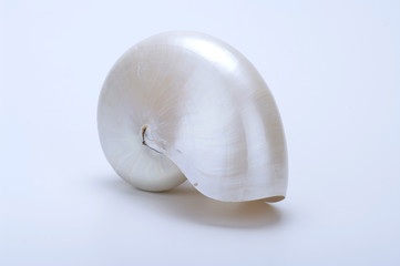 Conchiglia di nautilo su fondo bianco