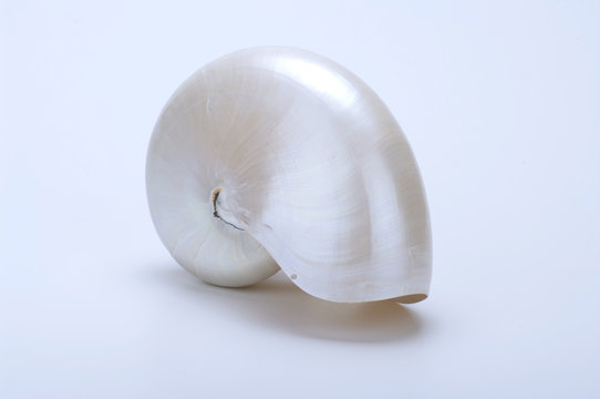 Conchiglia di nautilo su fondo bianco