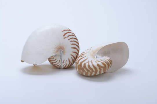 Conchiglia di nautilo tigre su fondo bianco
