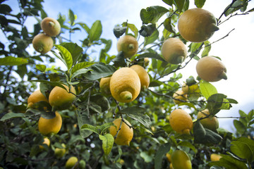 Lemons growing on lemon tree