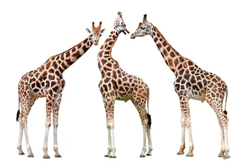 Foto op Plexiglas giraffen geïsoleerd op witte achtergrond © vencav