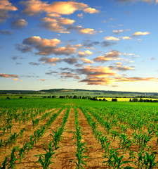 Corn field in the sunset