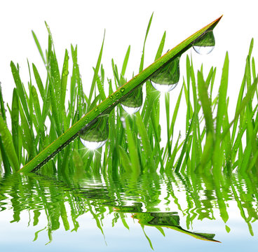 fresh grass with dew drops