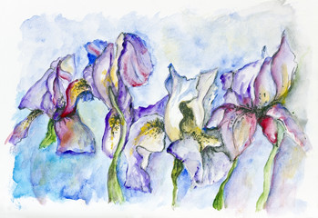 Gentle irises flowers