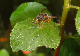 Wespe auf Blatt mit Honigtau