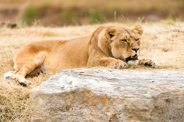 Fototapeta na wymiar Odpoczynku Lioness