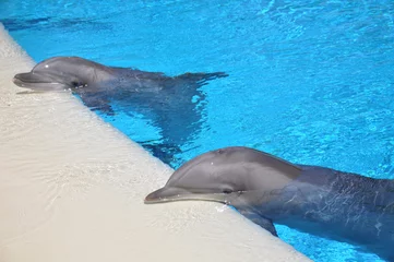 Afwasbaar Fotobehang Dolfijnen Twee dolfijnen rustend tegen de rand van een poel