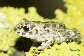 Bufo viridis / an immature of european green toad