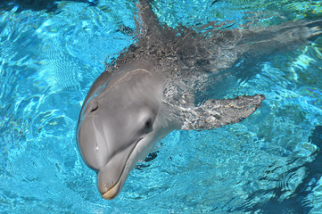 Dolphin swimming in water looking at camera