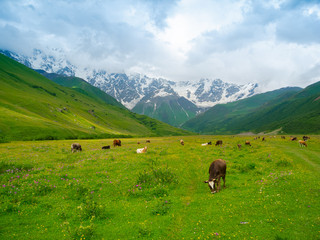 Fototapeta na wymiar Cows graze in the valley river Enguri in Svaneti