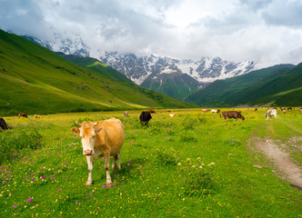 Fototapeta na wymiar Cows graze in the valley river Enguri in Svaneti