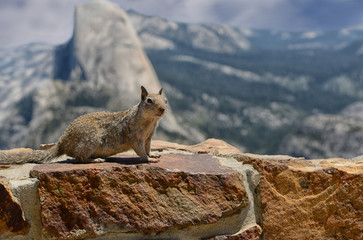 Squirrel in Yosemite