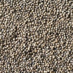 Coriander seeds, spice