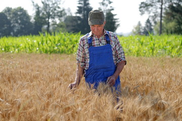 Naklejka na ściany i meble Organic farmer standing in a wheat field, looking at the crop