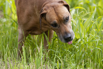 Senior Rhodesian Ridgeback Male Close up