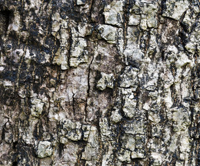 Close up of tree bark