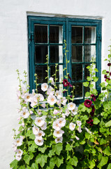 Fototapeta na wymiar Summer flowers at a window