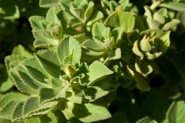 Bunch of green leaves
