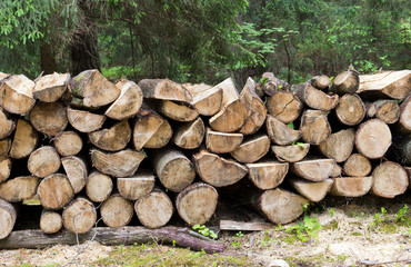Pile of wood logs ready for winter