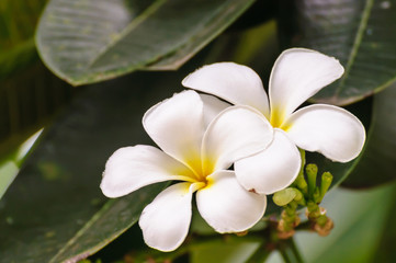 Obraz na płótnie Canvas White frangipani flower on tree