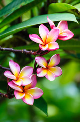Pink colorful frangipani flower on tree