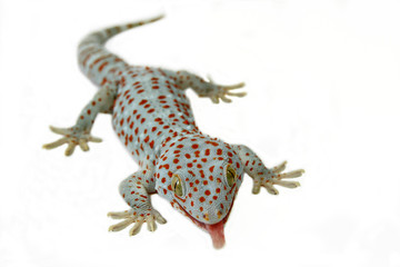 Tokay Gecko and tongue
