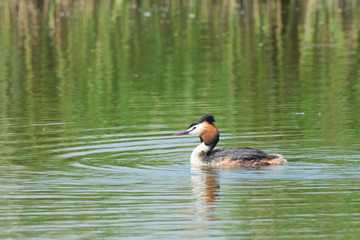 Great Crested Grebe