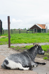 Goat on Dutch farm